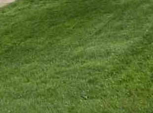 Adrian B.'s Lawn Maintenance service result