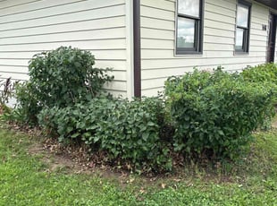 Bush Trimming by Bryan Miller for Roger S. in Cedar Rapids, IA