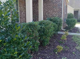 Bush Trimming by Lee Rickett for Amy A. in Charlotte, NC