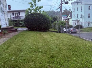 Bush Trimming by Rey Alvarez for Pauline P. in Waterbury, CT