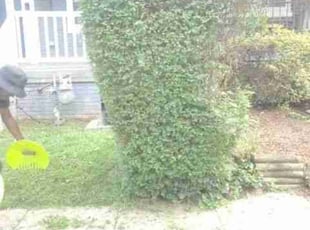 Bush Trimming by Chris Stewart for Jimell G. in Washington, DC