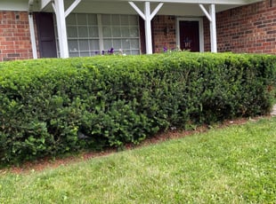 Bush Trimming by Evelyn Arteaga for Pam D. in Indianapolis, IN