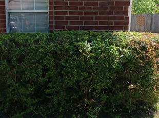 Bush Trimming by Ashley McCarty for Jasmine F. in Southaven, MS