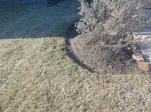 Weeding by Joseph Meshell for Jimmy N. in Humble, TX