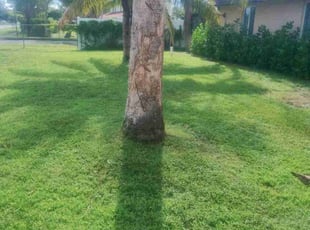 Julio C.'s Lawn Service service result
