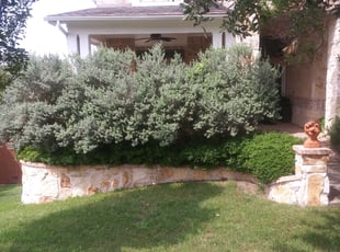 Bush Trimming by Jason Westgor for Susan N. in San Antonio, TX