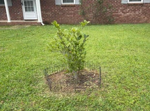 Bush Trimming by Donecia Cook for Judith C. in Pensacola, FL