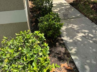 Bush Trimming by Joshua Gerrard for Eric B. in Ruskin, FL