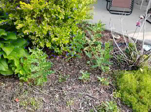 Weeding by Frank McCarter for Stacey M. in Fishers, IN