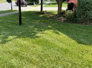 Bush Trimming by Chris Nguyen for Monica M. in Charlotte, NC