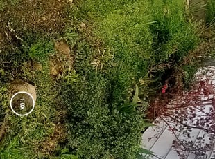 Weeding by Darius Baugh for Kate B. in Hapeville, GA
