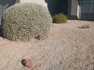 Weeding by Juan Carlos Laurean Lozoya for Genevieve L. in Phoenix, AZ