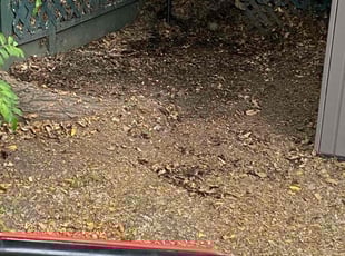 Leaf Removal by Ross Johnson for Gaura T. in Los Angeles, CA