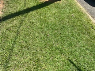 Tamera D.'s Lawn Service service result