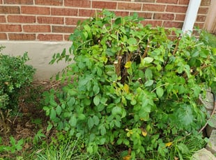 Bush Trimming by Rose Valle for Kayla L. in Alexandria, VA