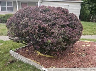 Bush Trimming by James Cole for Dorothea S. in Indianapolis, IN