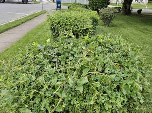 Bush Trimming by Artavius Clark for Tanya L. in Hyattsville, MD
