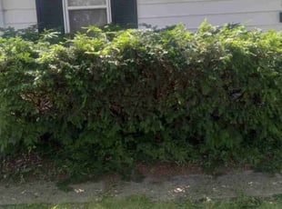 Bush Trimming by Victoria Tinsley for Roguery R. in Fort Wayne, IN