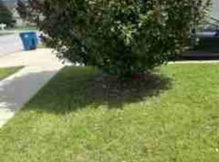 Bush Trimming by Samanthia Taylor for Kyowa c. in Brooksville, FL