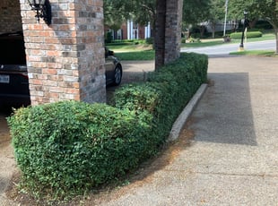 Bush Trimming by Adel Baker for Daniel W. in San Antonio, TX