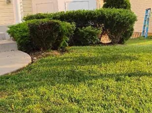 Bush Trimming by Robert Parker for Maria G. in Aberdeen, MD