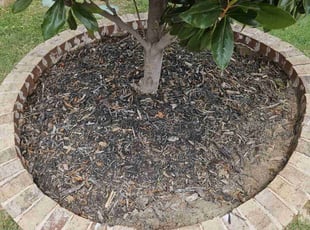 Weeding by Manuel Solis Soto for Skyler G. in McKinney, TX
