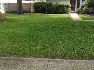 Vanessa P.'s Lawn Care service result