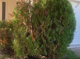 Bush Trimming by Jose Loza for Katherine D. in Pflugerville, TX