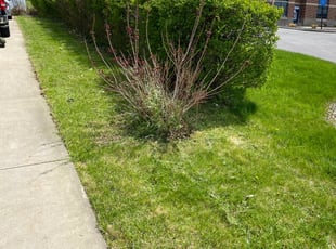 Leaf Removal by Rick Smith for Cheryle L. in Seven Hills, OH