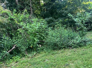 Landscaping by Dimas Lopez for Lora G. in Baltimore, MD