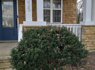 Bush Trimming by Vaughn Varnado for Jana S. in Marietta, GA