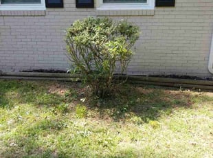 Bush Trimming by Damion Forney for Emarion M. in Charlotte, NC