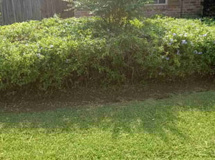 Bush Trimming by Terry Felo for Penny L. in New Orleans, LA