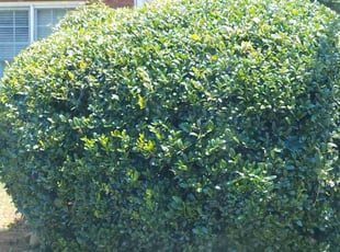 Bush Trimming by Jordan Guerrero for Aravind V. in Marietta, GA