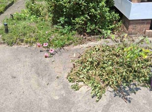 Bush Trimming by Cory McLean for Jim F. in Garner, NC