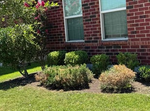 Bush Trimming by Dusty Posey for Olayemi S. in Little Elm, TX