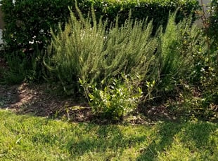Bush Trimming by James Stuckey for Austin B. in Ocoee, FL