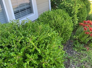 Bush Trimming by Kaileb Brown for Kora N. in Kansas City, MO