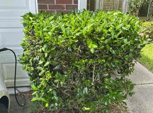 Bush Trimming by Sharone Kinlock Sr for George S. in Charleston, SC