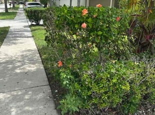 Bush Trimming by Jamal Rodman for C. K. in Gibsonton, FL