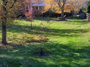 Melissa G.'s Lawn Care service result