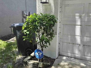 Bush Trimming by Sebastian Damaso for Denet S. in Riverview, FL