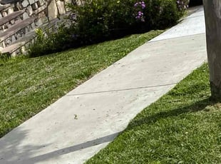 Jacquetta F.'s Lawn Mowing service result