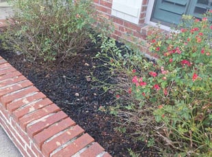 Weeding by Steven Pickney for Lauren M. in Lafayette, LA