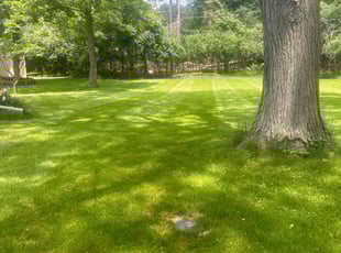 Nancy J.'s Lawn Mowing service result