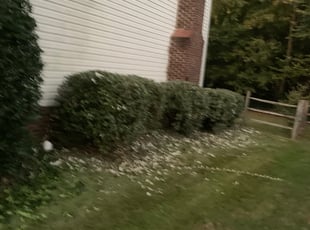 Bush Trimming by Erin Straughn for Christopher J. in Kannapolis, NC