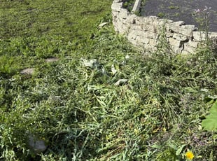 Weeding by Michael Scott for Qais A. in Wheaton, IL