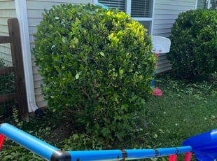 Bush Trimming by Shelita Turner for Latressa W. in Concord, NC