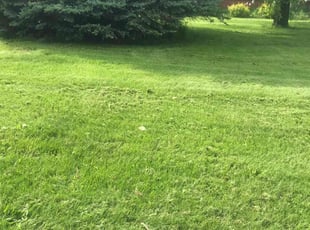 Amy R.'s Lawn Mowing service result