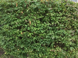 Bush Trimming by Giovanni HErnandez for Sheree G. in Hyattsville, MD